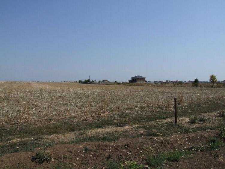 Domnesti-Ciocarliei(Afinului-Fragilor). - 10