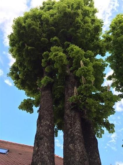 Complex Gastronomic:Afacere la cheie, Restaurant traditional secuiesc+teresa eve - 26