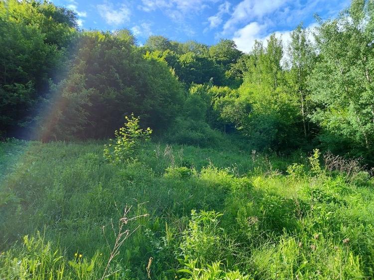 Teren Valea Cernei Baile Herculane - 2