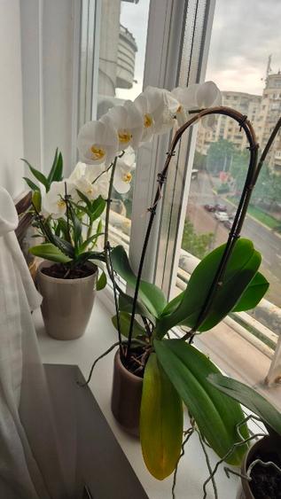 Vand ap.3 camere decomandate lux - 2