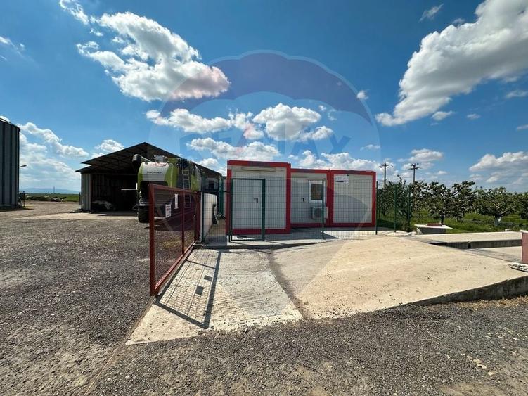 Ferma porcine la cheie - 19