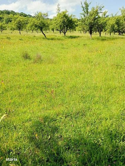 Teren extravilan de vanzare, zona Drumul Tarpiului, rid Subcetate - 3