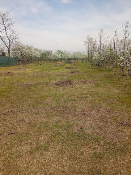 vnd casa la rosu - 7