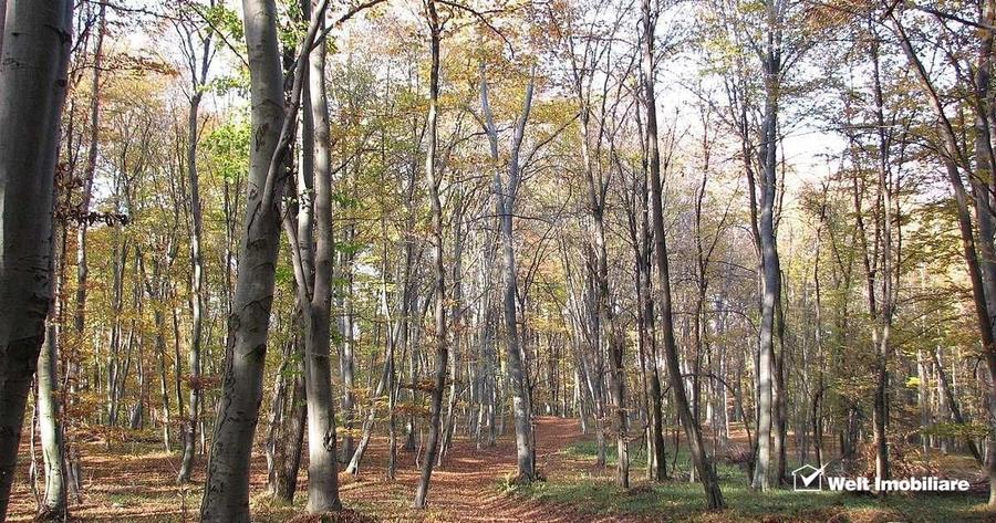 Teren spectaculos, intravilan,  Feleacu, zona linistita, padure + parau. - 8