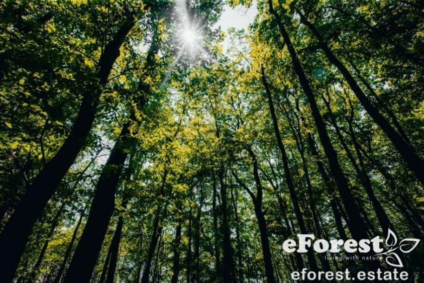 Teren rezidential la padure Crevedia - 4