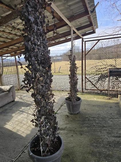 Proprietate cu potential investitional hala productie + sera moderna, Blajenii de Jos (jud. Bistri - 2