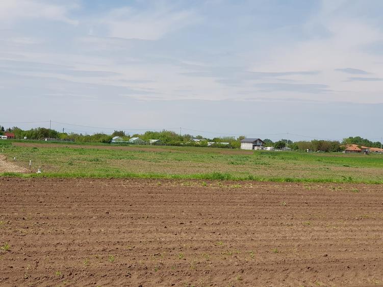 De vanzare loturi teren in Dascalu!! - 3