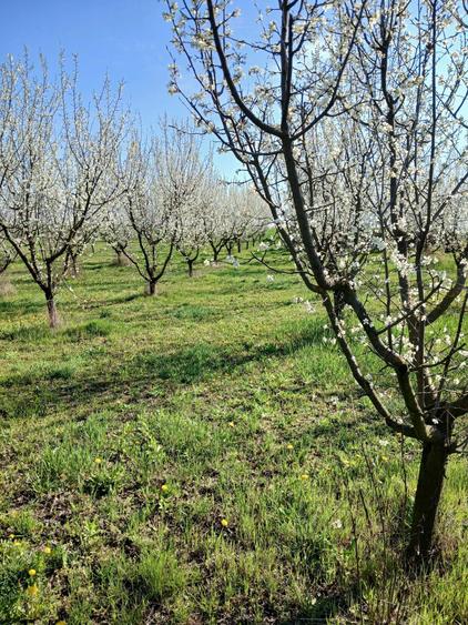 Vand 3 locuri de casa de 1500 m patrati fiecare, intravilan - 2