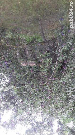 Casa cu teren in suprafata de 6.800m2 - 7