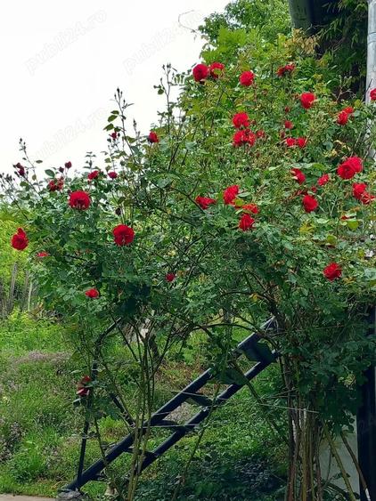 De vanzare casa de vacanta - 3