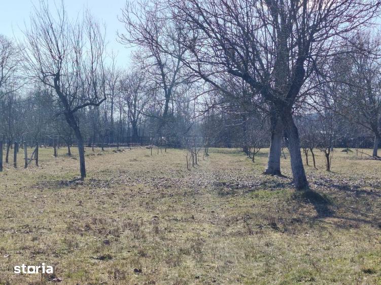 teren munte - Domnesti Arges , 25km de C. de Ag - 8