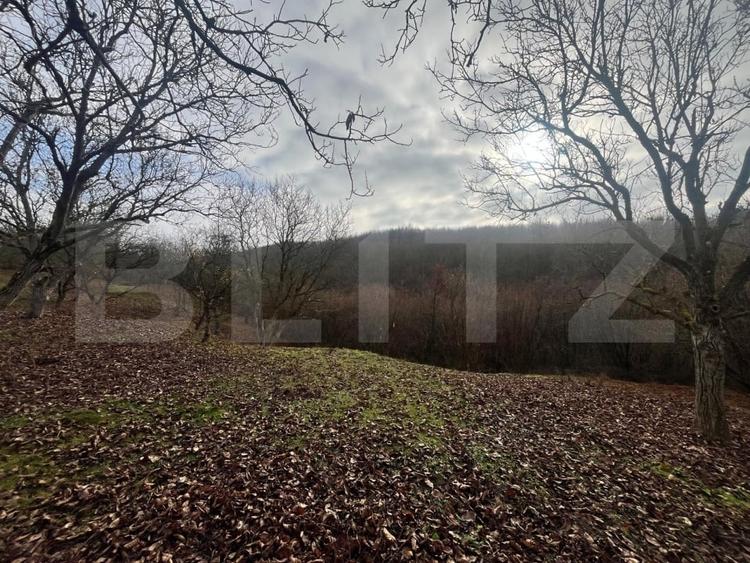 Teren extravilan, 4 hectare, langa livada de mere Ghinda - 4