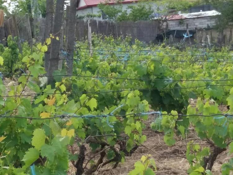 Teren de 3200 mp, în Somova