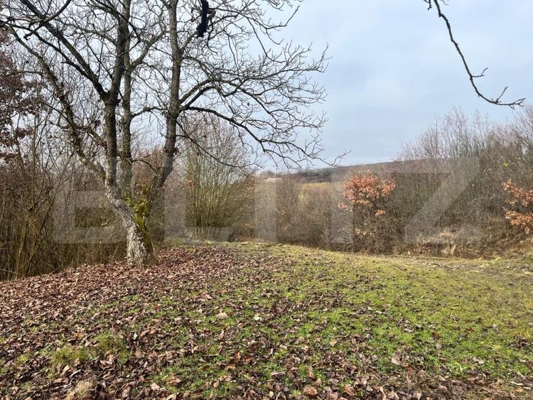 Teren extravilan, 4 hectare, langa livada de mere Ghinda - 5