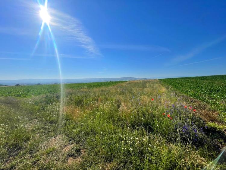 Teren agricol extravilan de 2700 mp, în Pâclișa