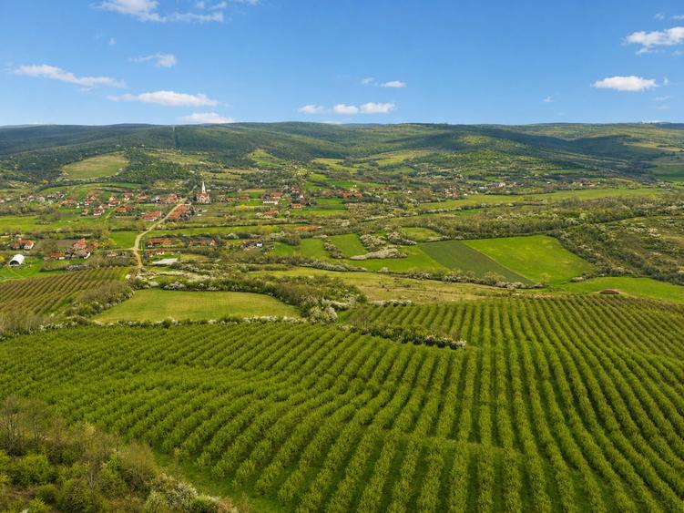 Teren agricol extravilan de 196000 mp, în Brestovăț
