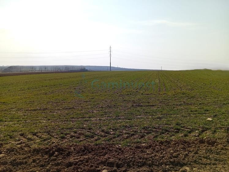 Teren Construcții intravilan de 20000 mp, în Biharia