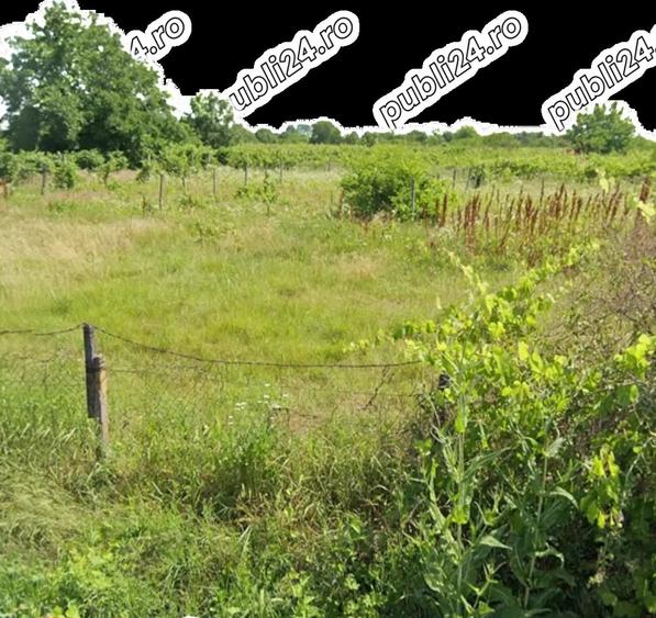 Teren de 1700 mp, în Ogrăzile