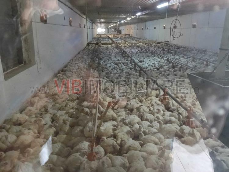 Spațiu comercial, de 5,000 mp, în Podgoria