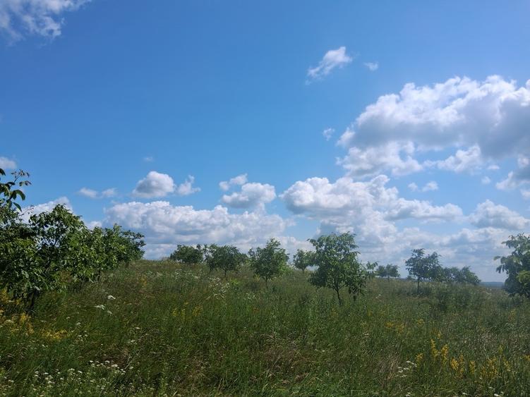 Vâd livadă de nuci - 8