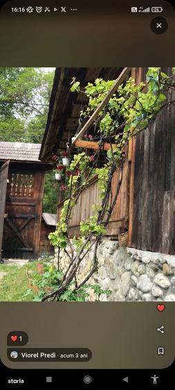 Casă cu 4 camere cu Teren 3035 Mp în Polovragi
