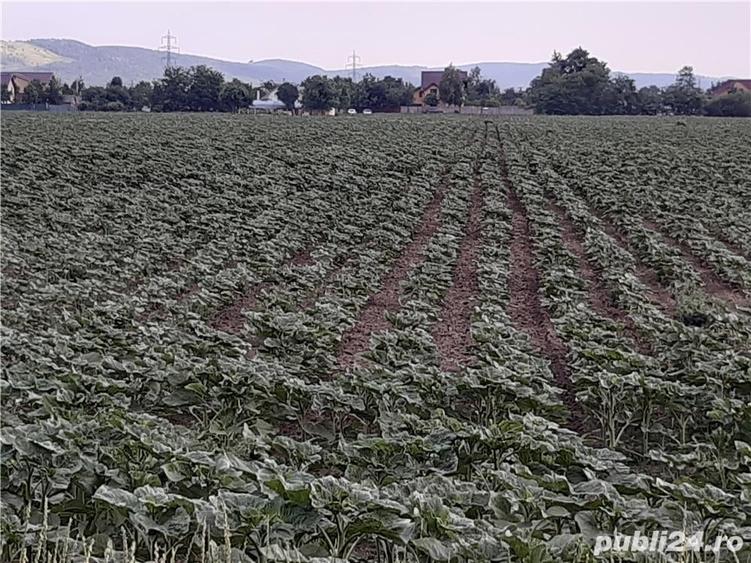 Teren de 2300 mp, în Central