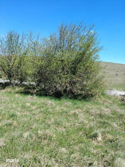 Teren de 8200 mp, în Ciurila