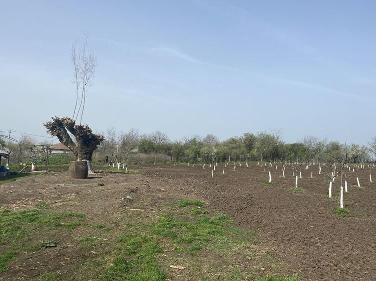 Casă cu 4 camere cu Teren 8500 Mp în Răsuceni