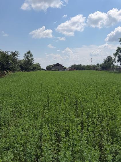 Teren Construcții intravilan de 3899 mp, în Minieri