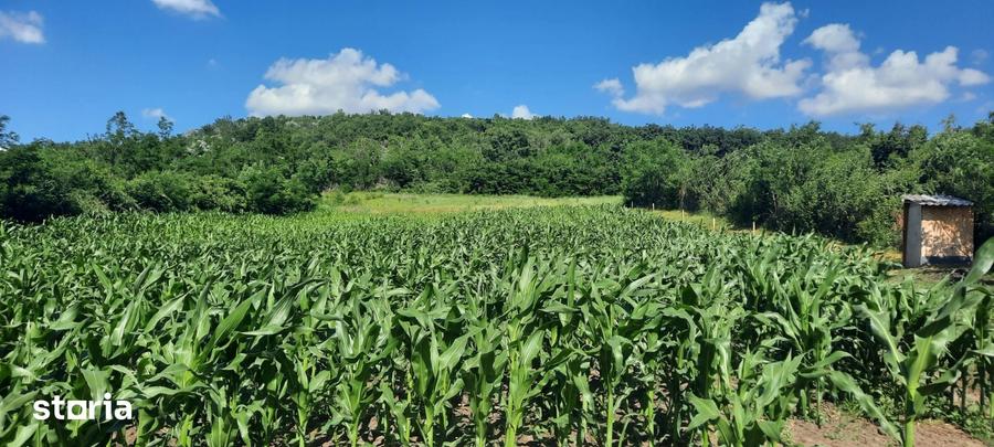 Casă cu 2 camere cu Teren 3000 Mp în Erbiceni