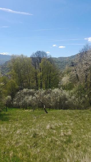 Teren de 14000 mp, în Central