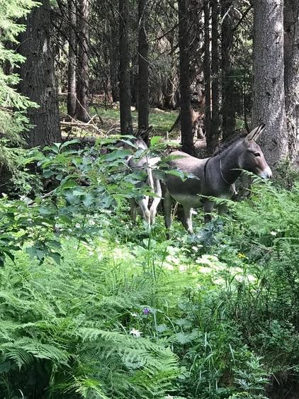 Teren extravilan de 2834 mp, în Râu de Mori