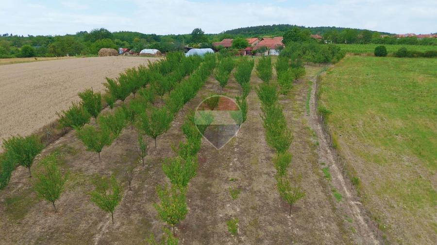Casă individuală cu 3 camere cu Teren 8788 Mp în Forosig