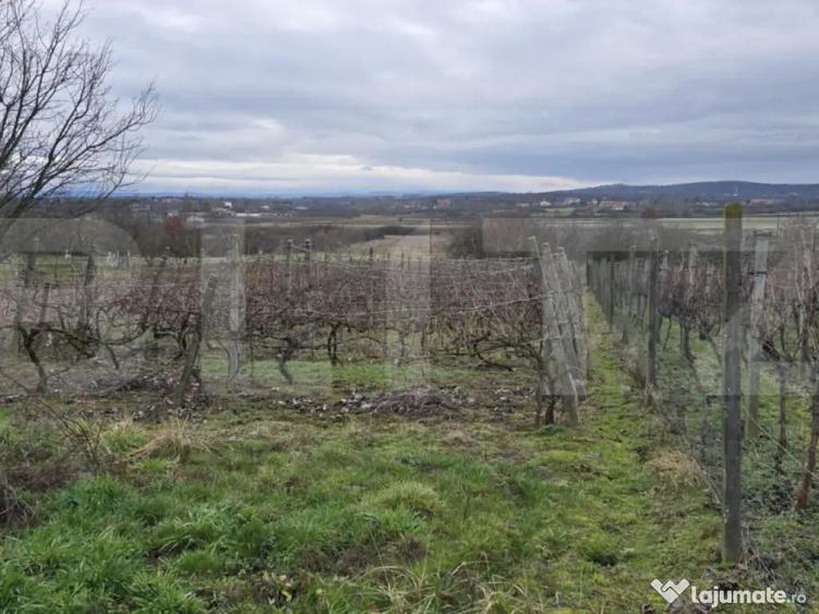 Teren intravilan - livada si vie- 20 ari - Viile SATU MARE - 4
