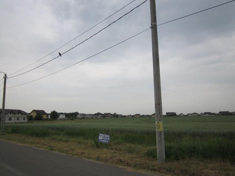 Domnesti-Narciselor - 13