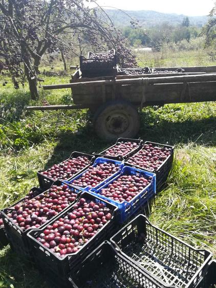 Vanzare case,+teren 25.000mp-Calinesti Arges-langa Pitesti - 3