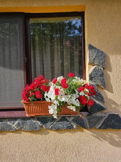 Vand casa 3 camere ARIUSD - 13