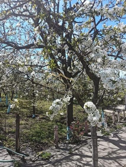 Vila 9 camere***gradina cu pomi fructiferi//1085 mp teren***Dragomiresti-Deal - 19