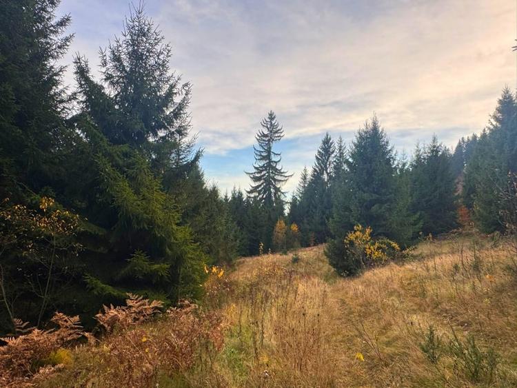 Vanzare 5,3 ha pasune deasupra Voronetului Suceava - Proiect Turistic - 12