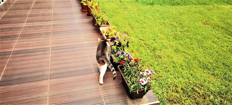 Manuel recomanda : Vila superba in Cornu de Jos 295mp , teren 1360mp - 31