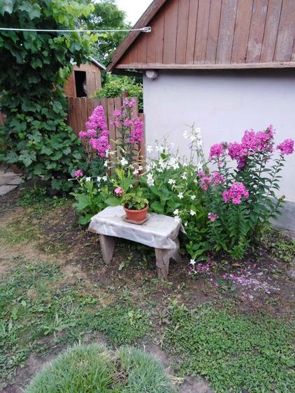 Casa la tara intretinuta, 3 camere + teren generos Trifesti judetul Iasi - 3