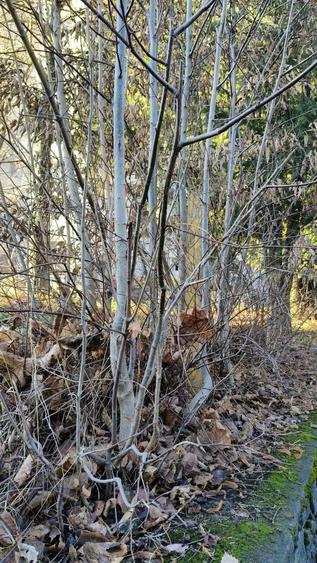 De vanzare-Proiect si autorizatie imobil 6 apartamente, 800 mp, P+2E+M-Sinaia - 5