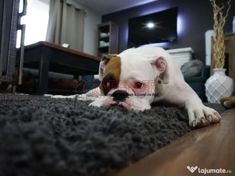 2 Camere Grand Arena | Mutare imediata - 1