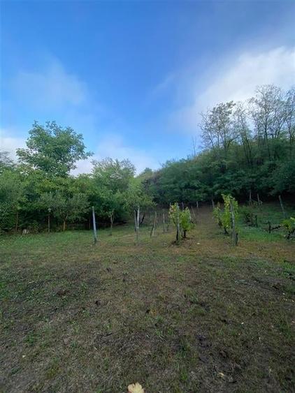 Reco Teren intravilan in Podgoria 2282mp - 1