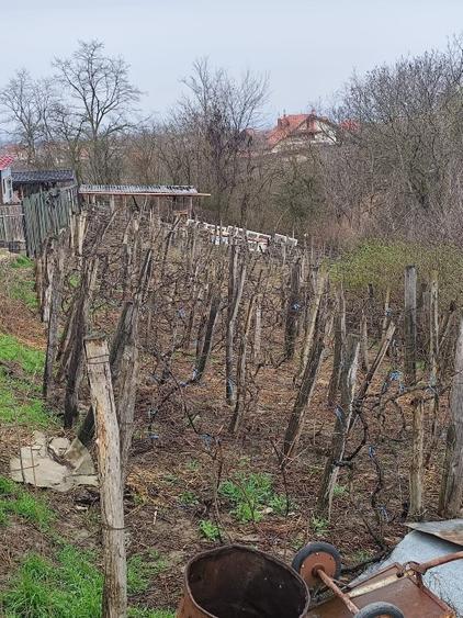 Teren intravilan construibil Măgura - 3