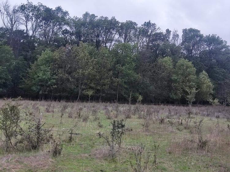 Proprietar,Sos.Pipera,lângă pădurea Băneasa,teren 950mp,vile MANOR,Oxford Gard. - 1