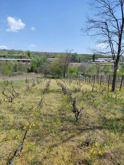 Teren intravilan 3.250 mp in File?ti Ideal pentru casa sau investi?ie! - 18