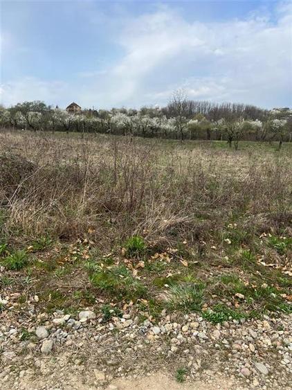 RECO Teren Saldabagiu de Munte, la 5 minute de spitalul TBC - 2