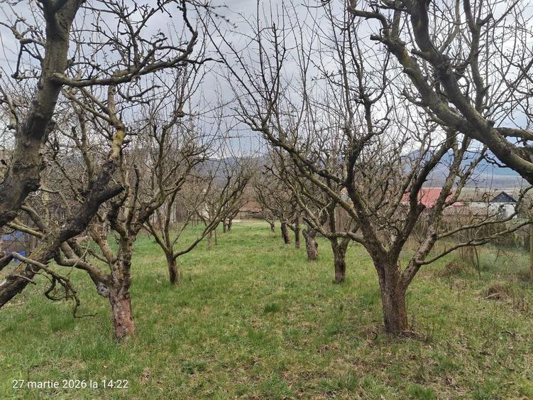 Casa cu livada / Teren intravilan / Sacel - 1350 mp Pozitie centrala - 2