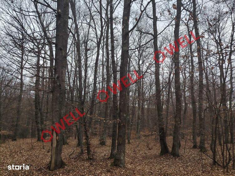 Padure mixta de vanzare in Dalnic! - 2